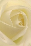 Drawn deeply into the heart of a cream-white rose, this image envelops the senses with the softness of unfolding petals and the peaceful luminosity that fills Brunswick Park on a quiet morning. From the outermost, almost translucent petals to the perfectly spiraled center, every layer glimmers with the kind of subtle grace that marks a truly meaningful bouquet. Gentle shadows and warm ivory tones blend together, creating captivating depth and a tranquil mood-one evoking whispered comfort, reflection, or the promise of new chapters. The meticulous craftsmanship of a local Brunswick Park florist is evident in every detail, from the perfect arrangement of the petals to the gentle diffusion of light across each fold. A delicate hint of floral aroma seems to drift from the image, understated yet unmistakable-a reminder of the care and artistry poured into arrangements meant for sympathy, admiration, or momentous occasions. This rose becomes more than a flower; it is a gesture-a quiet offering to the many personal stories unfolding in Brunswick Park each day.